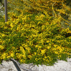 Yellow prostrate wattles